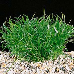 PAQ Micro Sword Grass (Lilaeopsis novae-zelandiae) - 1½" x 2" portion