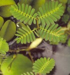 PFT Water Sensitive Plant (Neptunia oleracea)