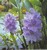 PFT Water Hyacinth (Eichhornia crassipes)