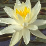 PLH Virginia (hardy - white)