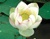 PLOT Chawan Basu Lotus (white w/pink tips)