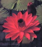 PLTN Red Flare (red) - Tropical - Night Blooming