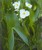 PMH Arrowhead (Sagittaria latifolia)