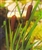 PMH Cattail, Common (Typha latifolia)