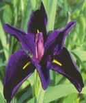 PMH Iris, Black Gamecock (Louisiana iris)