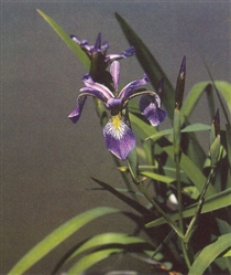 PMH Iris, Blue Flag Iris versicolor