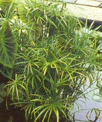 PMT2 Umbrella Palm, Dwarf (Cyperus alternifolius "Gracilis")